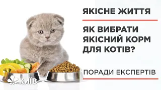 Без кісток та відходів: вибираємо корм для домашніх котів #ЯкіснеЖиття