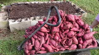 Sweet Potato Harvest Sept 19 2021