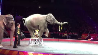 HOW TO CATCH An Elephant Poops During Ringling Brothers Circus...by ROCKnDOC