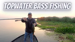 Topwater Bass Fishing. #fishing #bassfishing #topwaterbassfishing