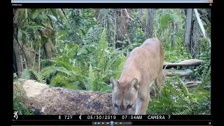 FLORIDA PANTHERS ON THE PROWL ~ (Trail Camera Pick Up JUNE 1, 2019)