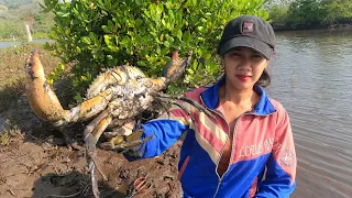 Brave Women Catch Giant Mud Crabs In Holes by Barehanded at The Sea Swamp after Water Low Tide