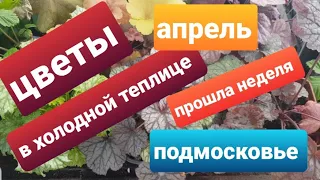 Цветы в холодной теплице, неделю спустя /Рассада на даче/Апрель