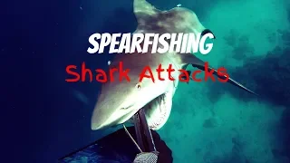 Top 5 Spearfishing Shark Attacks