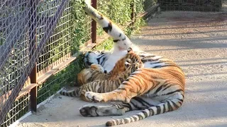 Скарлетт и малыши. Тигры. Тайган | Scarlett and tiger cubs. Tiger. Taigan