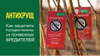 Антихрущ. Как защитить посадки малины от почвенных вредителей