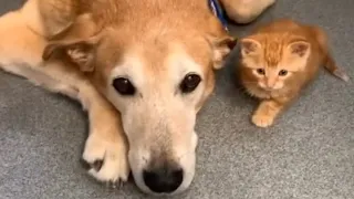 Male dog's amazing reaction to kitten