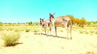 ##Donkeys enjoying in my village. #donkey #gadha #donkeykong #video@MP2animals