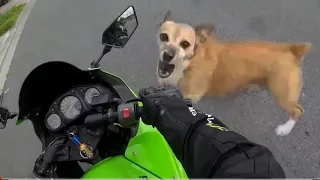 Angry Dog Vs Bikers. WHEN DOGS Attack!! (Or Just Want To Say Hi )@Jdrider1000.