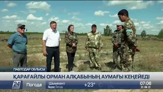 Павлодар облысында қарағайлы орман алқабының аумағы кеңейеді