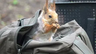 Зарисовка с белками / A sketch with squirrels