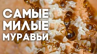 ЭТО САМЫЕ МИЛЫЕ МУРАВЬИ ИЗ ВСЕХ, ЧТО Я КОГДА-ЛИБО ДЕРЖАЛ! Temnothorax unifasciatus  Димон и пумба