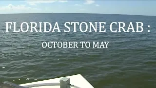 Florida Stone Crab: October to May