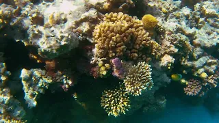 Swim with me eel garden reef, 4k