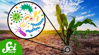 How Can Microbes Protect Crops From Drought?