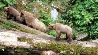 Brown Bear Cubs at Anan Creek