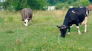 ‼️Сірка (Сера) для корів‼️ Вітаміни для гарної охоти та осіменіння🐮 farming milk cow 🐄🥛🇺🇦