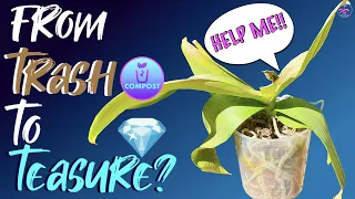 Phalaenopsis Rescue 101 | Orchid Rescue Mission Day 1 | Orchid Fresh from the Dumpster #ninjaorchids