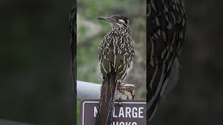 Greater Roadrunner - Clapping Sounds