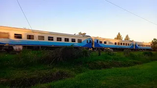 Tren 305 x DOMSELAAR a Mar Del Plata.