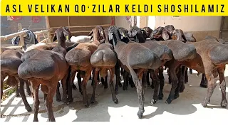 ASL KASHTAN TOBON DUMBA QOʻZILAR KELDI SHOSHILAMIZ