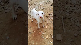 Indian Street Dog 🐶🐕 Feeding time  #shorts #viral #streetdog #dog #pleasehelpfor1k