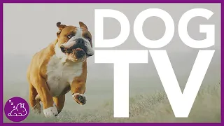 Dog TV: Virtual Dog Walk Along The Beach - Entertainment for Dogs 4K
