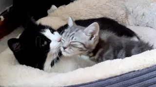 Cat Grooms Kitten