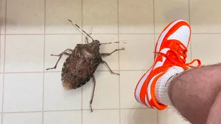 Never Step on This Bug and This is Why