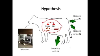 Molasses as the Primary Source of Energy for Grazing Dairy Cows