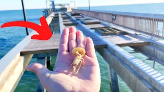 Fishing a DESTROYED Pier with CREEPY Live Bait!!