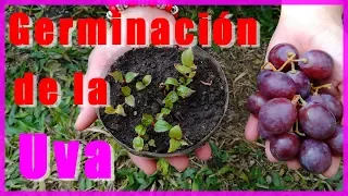 🍇Como Germinar Semillas de Uva 🍇 Siembra Directa Sin Estratificación