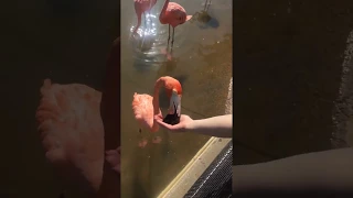 Sea World, San Diego, California 2018, feeding the flamingo