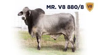 Mr. V8 880/8 Brahman Bull Selling in Jones Cattle Company Sale