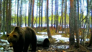 Охота на Медведя!Крупный Самец!