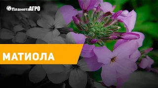 💮 Семена цветов Матиола, Левкой 🌿 Планета Агро