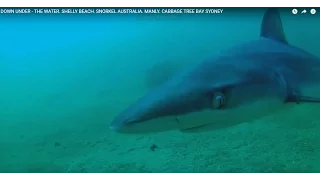 DOWN UNDER - THE WATER. SHELLY BEACH. SNORKEL AUSTRALIA. MANLY. CABBAGE TREE BAY SYDNEY