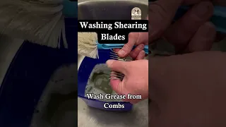 How to Wash Your Sheep Shearing Blades Properly to Prevent Rust Build-up