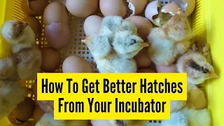 How To Get Better Hatches From Your Incubator