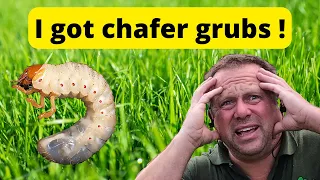 The Chafer Grubs Are Back In My Lawn - After Our Holiday