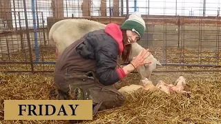 7 Days of Lambing (FRIDAY): Vlog 132