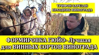 ФОРМИРОВКА ГЮЙО - ЛУЧШАЯ ДЛЯ ВИННЫХ СОРТОВ ВИНОГРАДА!ОБРЕЗКА ВИНОГРАДА. ПРАЗДНИК ТРИФОН ЗАРЕЗАН