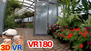 [VR180] Let's explore the botanical gardens! / 3D video in VR180 format