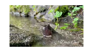 Frogs of Malaysia: Perak Spadefoot Horned Frog (Calling)