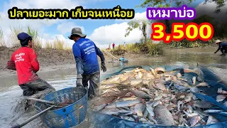 เหมาบ่อ 3,500บาท บ่อน้ำเดือด ปลาเยอะจริงๆ | Ep.183