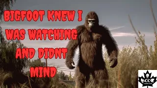 EPISODE 588 BIGFOOT KNEW I WAS WATCHING HIM AND HE DIDNT MIND