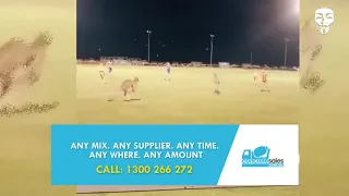 [VIRAL VIDEO] Kangaroos disrupt a football match in Australia.