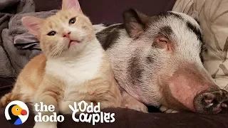 Watch This Pig Became The Big Brother Of Two Cats | The Dodo Odd Couples
