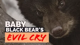 Baby Black Bear's Evil Cry