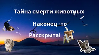 #Куда уходят животные после смерти ##воплощение ##душа животных